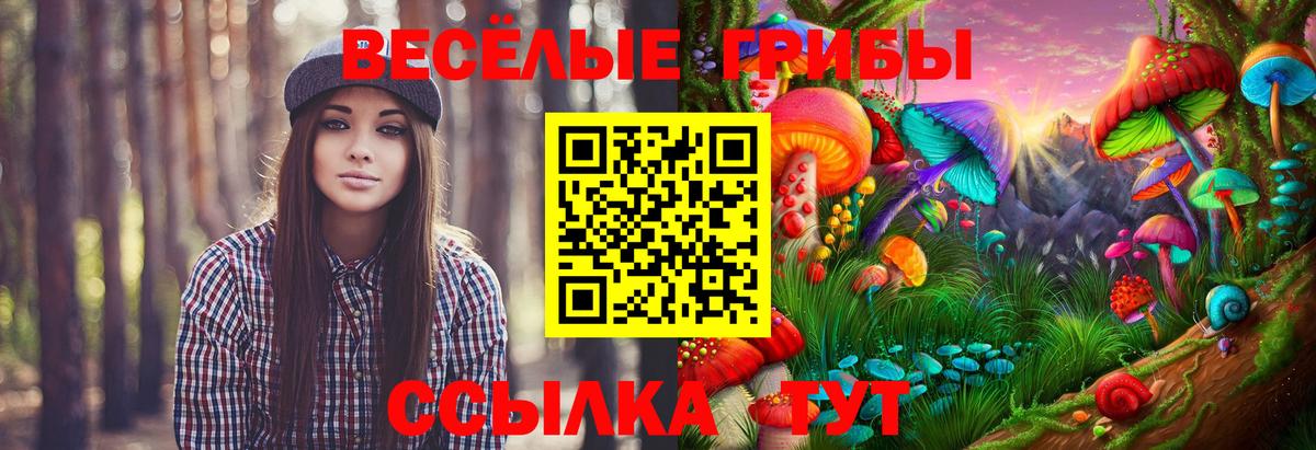 Галлюциногенные грибы Psilocybe Всеволожск